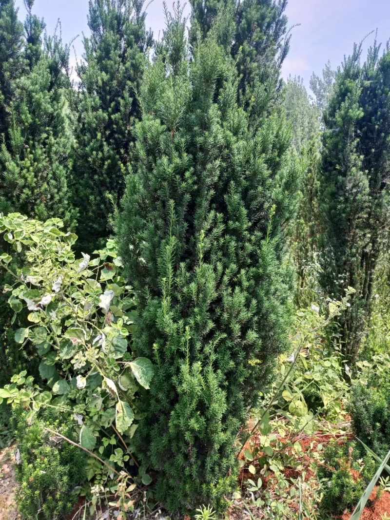 曼地亚红豆杉【红豆杉】包成活技术扶持支持视频看货