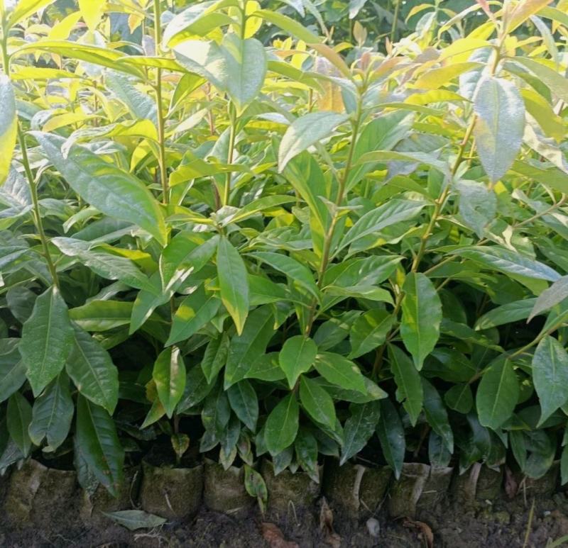 木荷杯苗30公分以上
