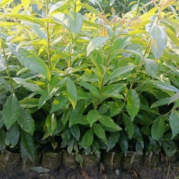 木荷杯苗30公分以上