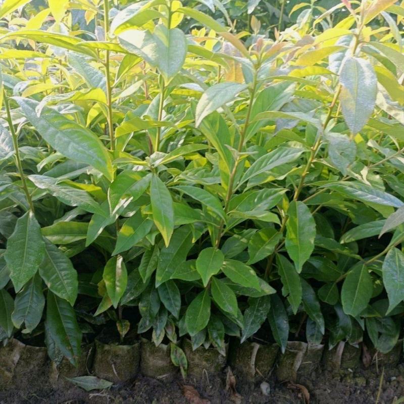 木荷杯苗30公分以上