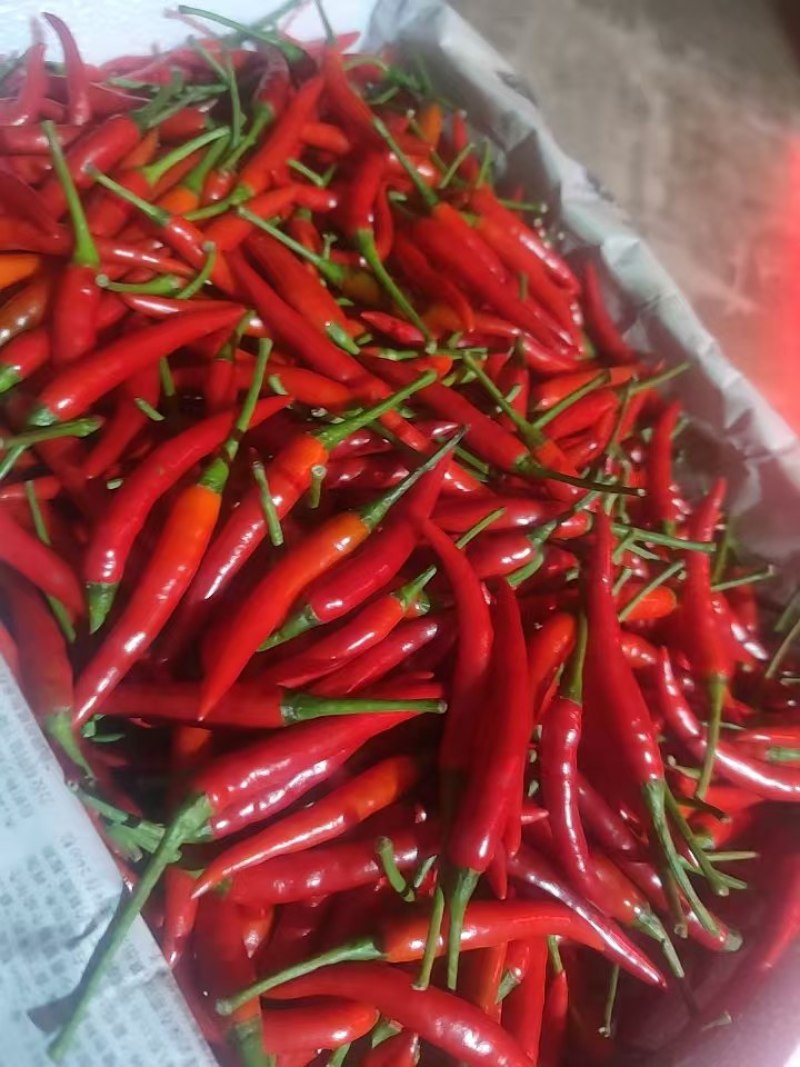 三号线椒七号线椒，八号线椒，小米椒，螺丝椒