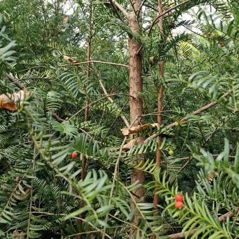 【红豆杉】南方红豆杉苗木基地直发规格齐全诚信经营