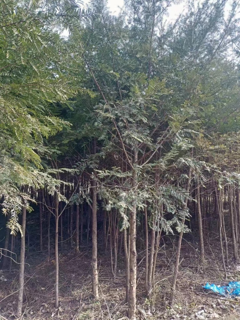 【红豆杉】南方红豆杉苗木基地直发规格齐全诚信经营