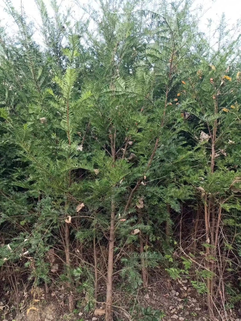 【红豆杉】南方红豆杉苗木基地直发规格齐全诚信经营