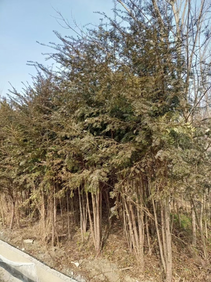 【红豆杉】南方红豆杉苗木基地直发规格齐全诚信经营