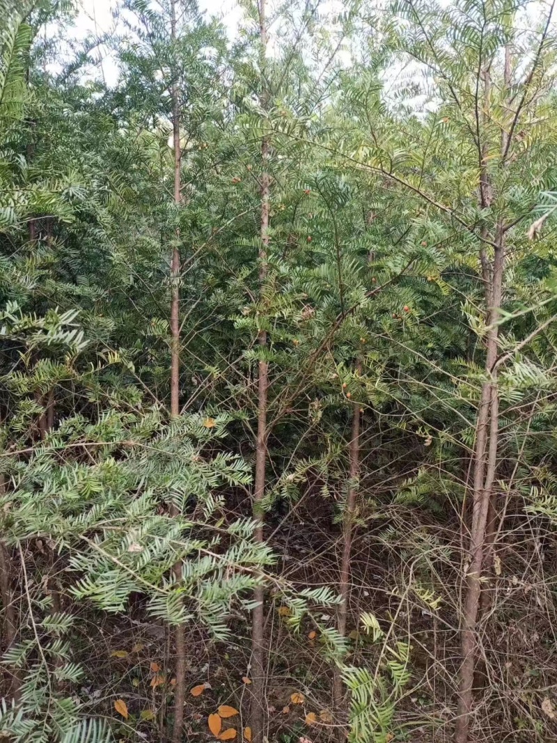 【红豆杉】南方红豆杉苗木基地直发规格齐全诚信经营