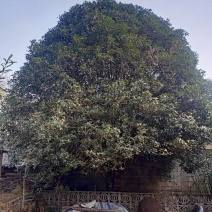 【金桂树】桂花树，质优价廉，欢迎咨询，自家种植造型好