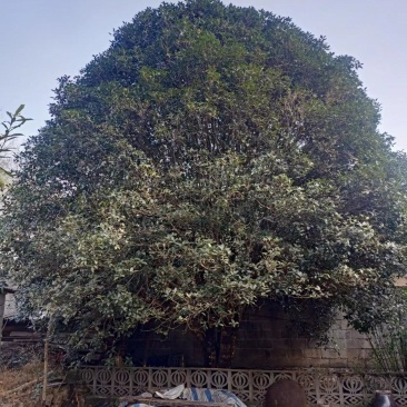 【金桂树】桂花树，质优价廉，欢迎咨询，自家种植造型好