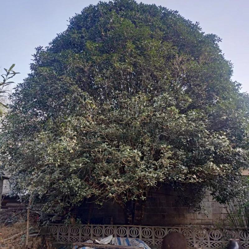 【金桂树】桂花树，质优价廉，欢迎咨询，自家种植造型好