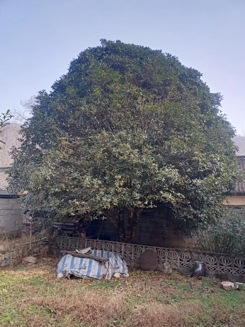 【金桂树】桂花树，质优价廉，欢迎咨询，自家种植造型好