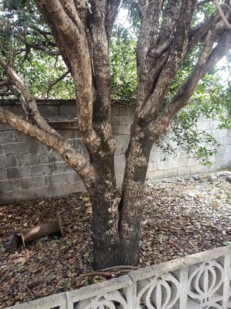 【金桂树】桂花树，质优价廉，欢迎咨询，自家种植造型好