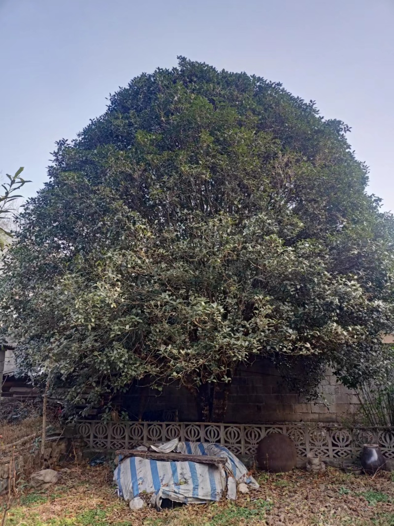 【金桂树】桂花树，质优价廉，欢迎咨询，自家种植造型好