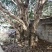 【金桂树】桂花树，质优价廉，欢迎咨询，自家种植造型好
