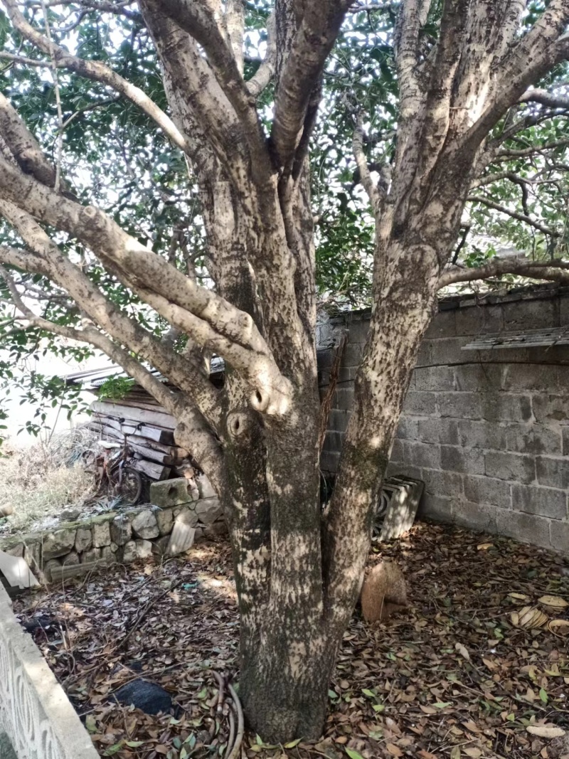 【金桂树】桂花树，质优价廉，欢迎咨询，自家种植造型好