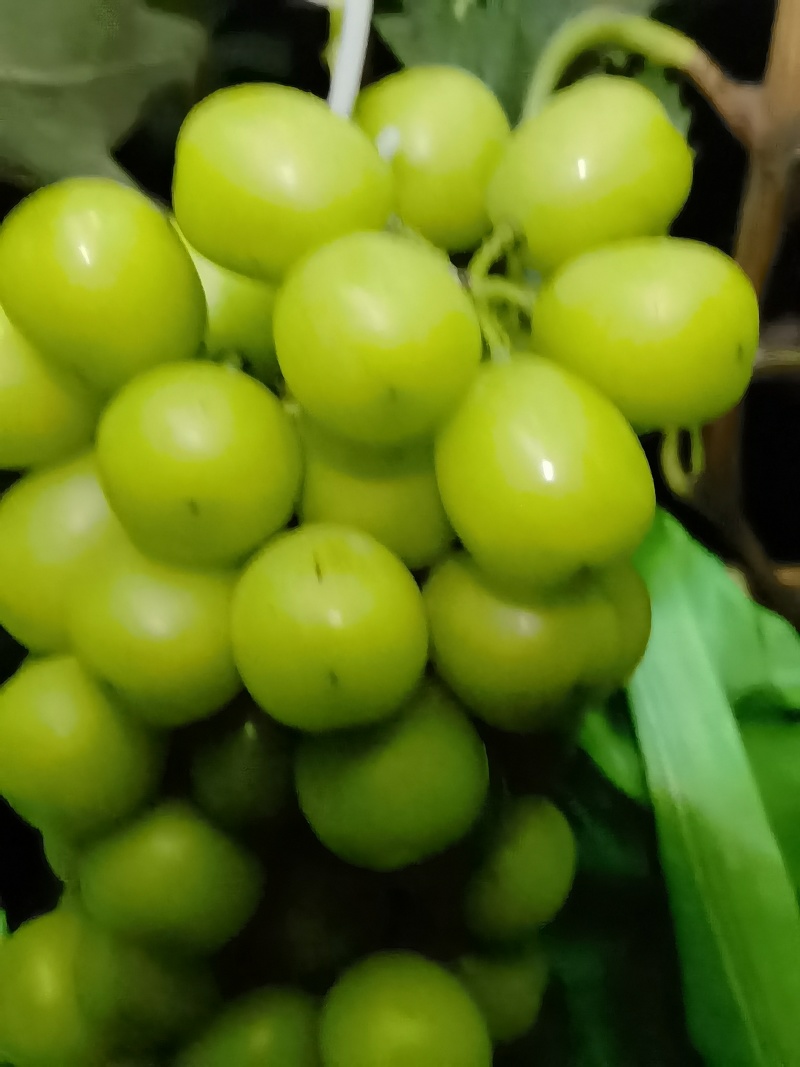 万亩阳光玫瑰葡萄欢迎你