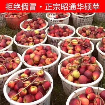 《华硕苹果》昭通高山苹果/自家种植，可一件代发/整车供应