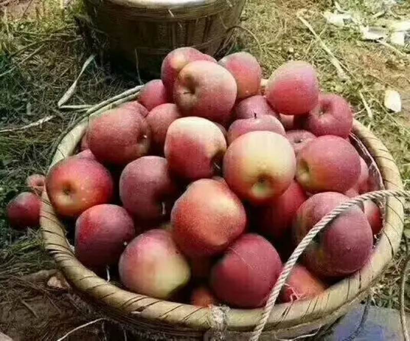 云南苹果红将苹果邵通苹果糖心苹果产地代发量大来电优惠