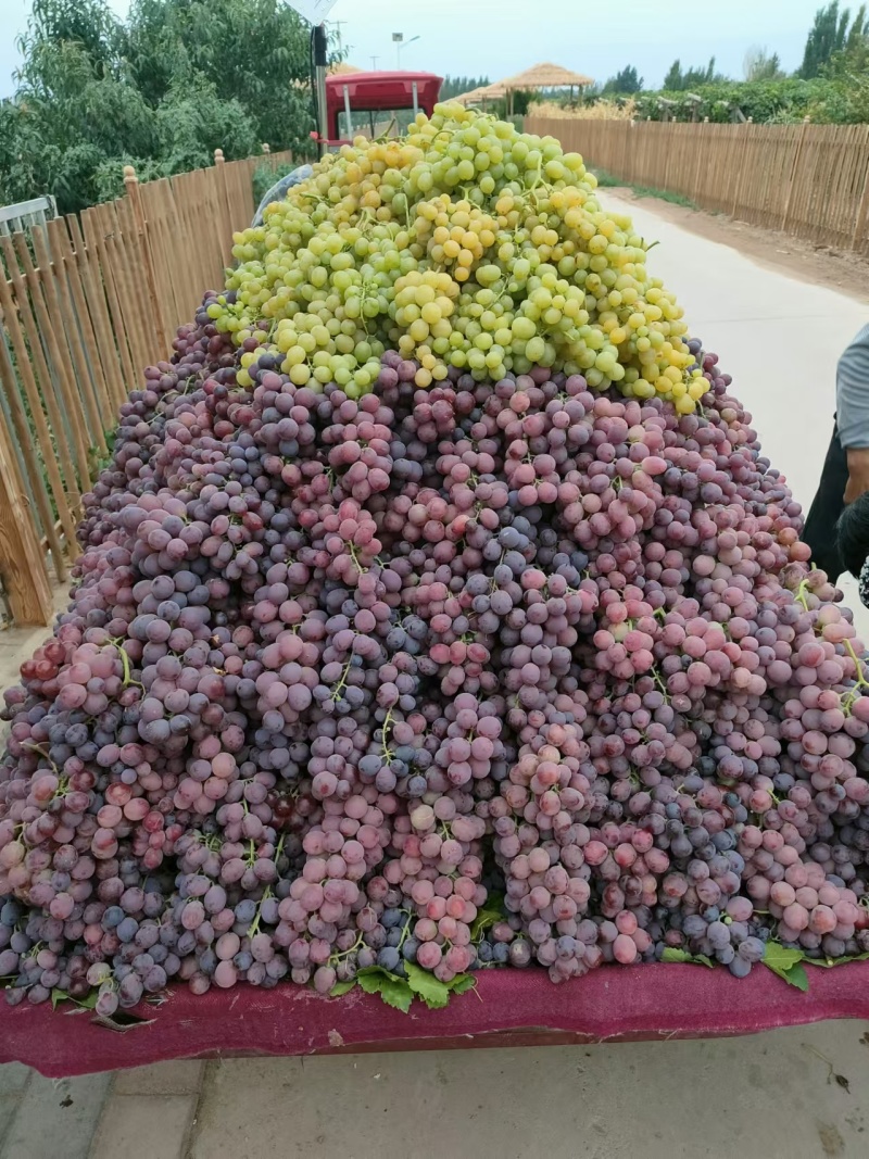 鲜果沙地红提口感好，糖度高耐运输，自家果园一手货源
