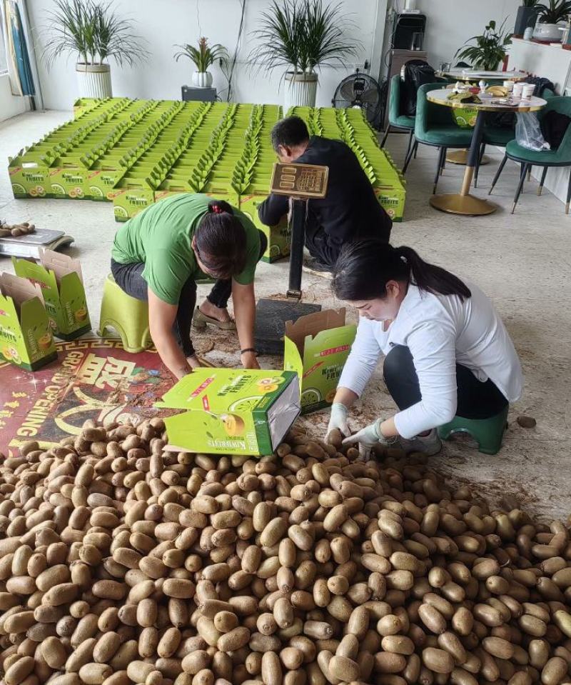 各种品种猕猴桃开园热卖中十五万斤待包园，欢迎有志之士合作