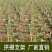 1000根大棚骨架玻璃纤维新型小拱棚支架地膜蔬菜棚拱杆玻
