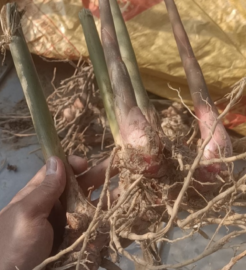 【今日推荐】南姜种苗广东南姜种苗品质保证
