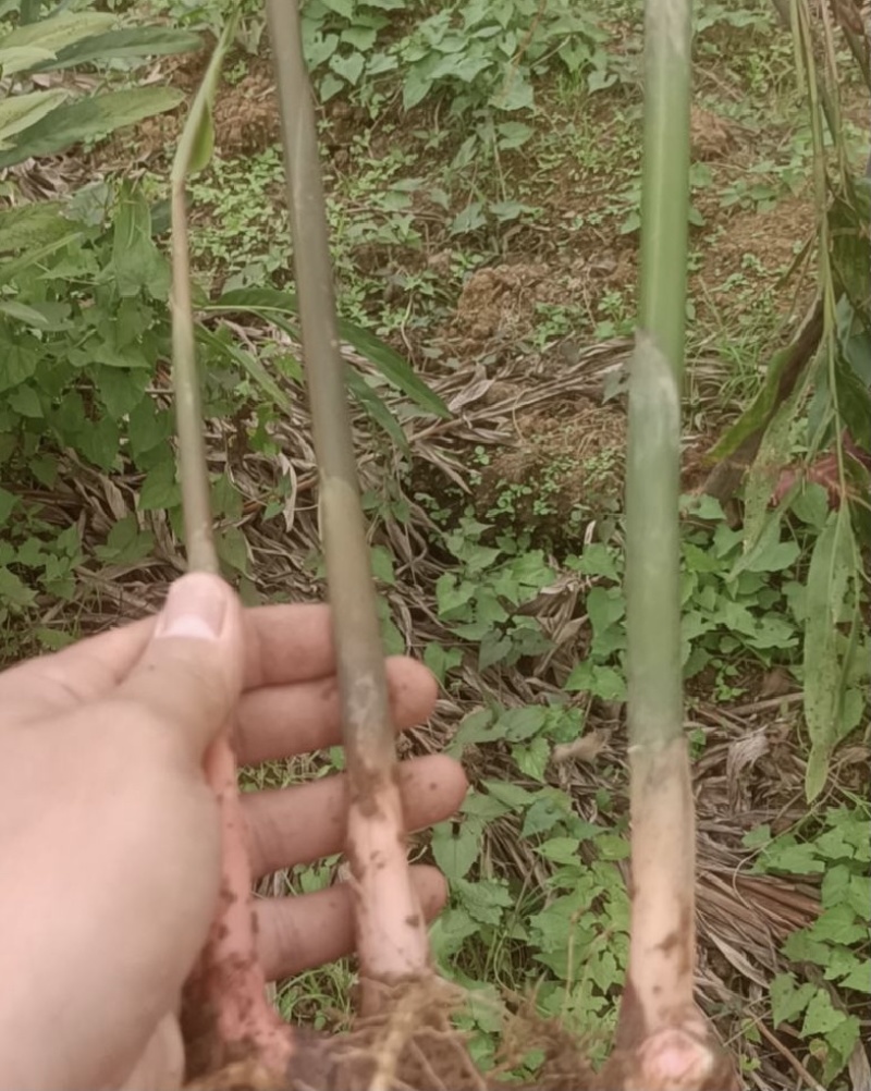【今日推荐】南姜种苗广东南姜种苗品质保证