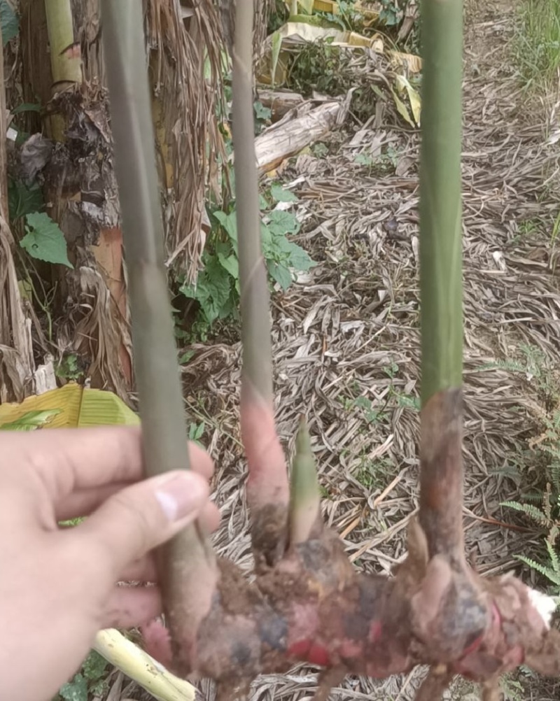 【今日推荐】南姜种苗广东南姜种苗品质保证