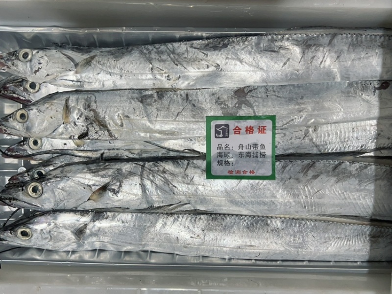 带鱼礼盒惊喜预售！新鲜带鱼，美味**，礼盒精致有面儿。
