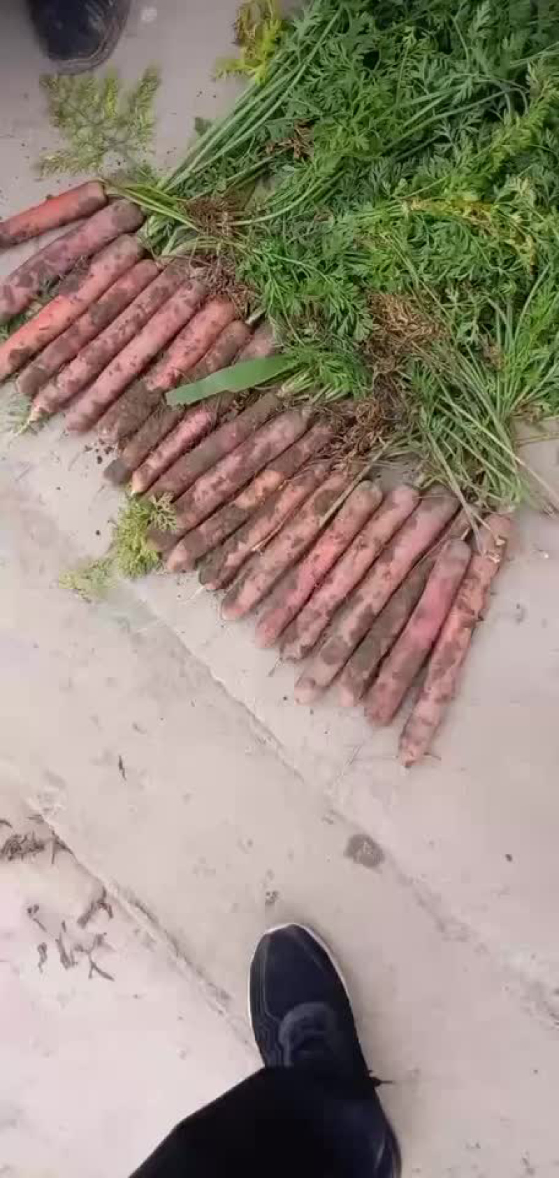 《热卖中》红萝卜胡萝卜，价格美丽，量大质好，一条龙服务