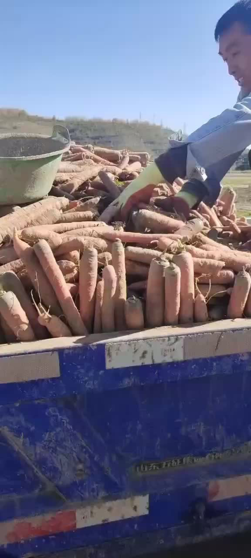 《热卖中》红萝卜胡萝卜，价格美丽，量大质好，一条龙服务
