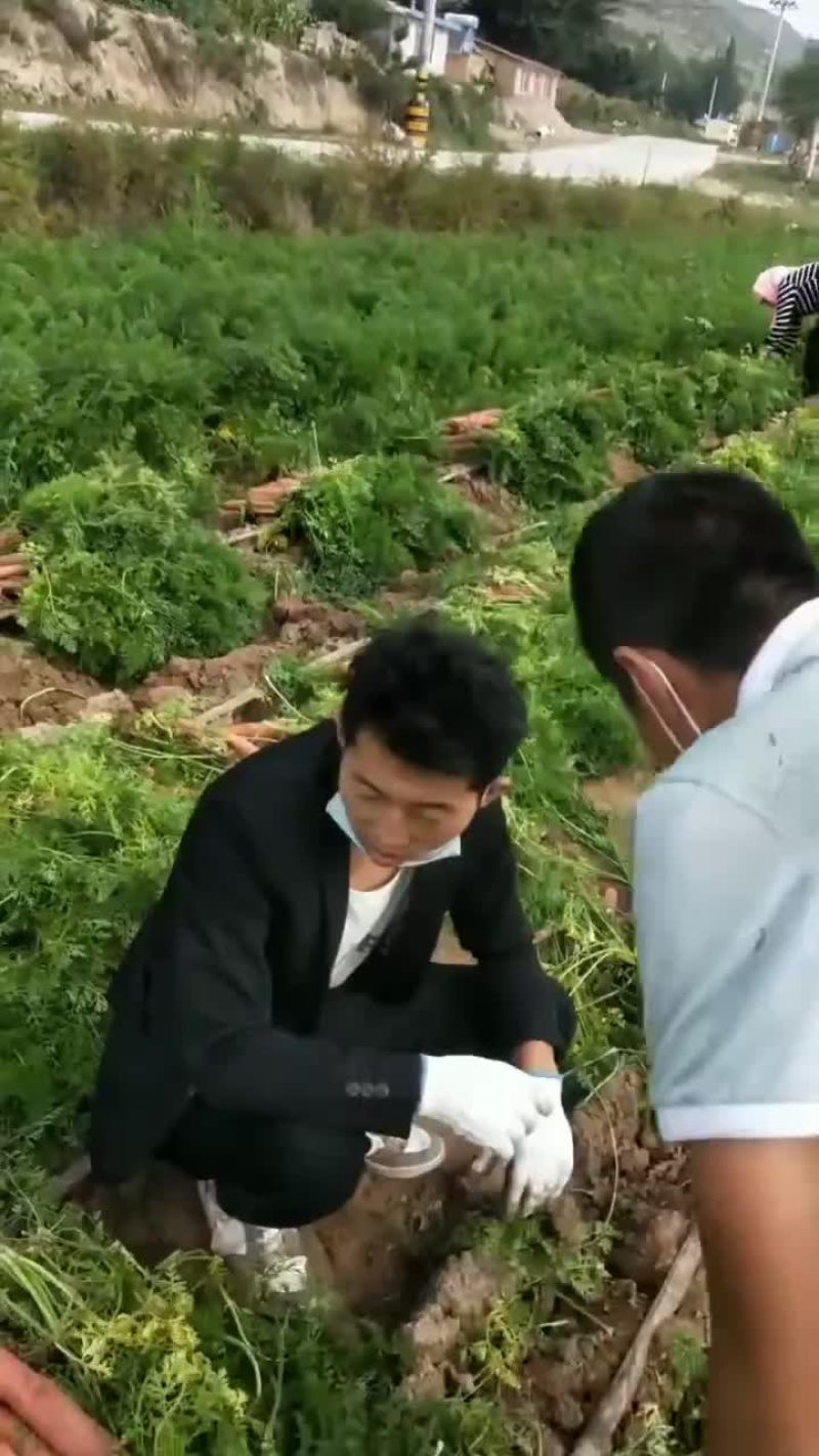《热卖中》红萝卜胡萝卜，价格美丽，量大质好，一条龙服务