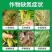 神农弹液体缓释高氮水溶肥小麦玉米水稻蔬菜果树通用液体尿素