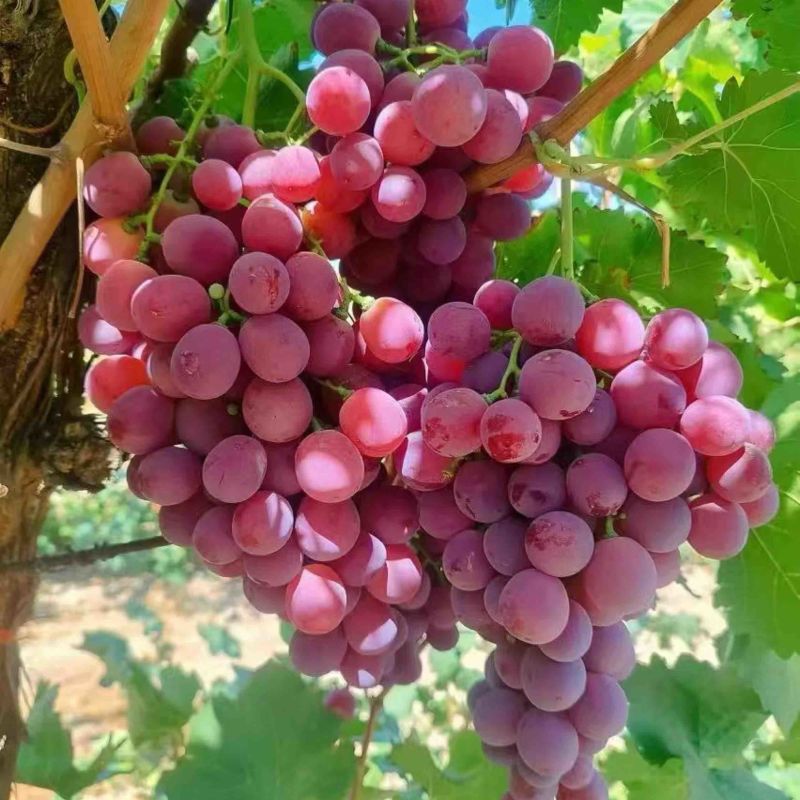 红提葡萄