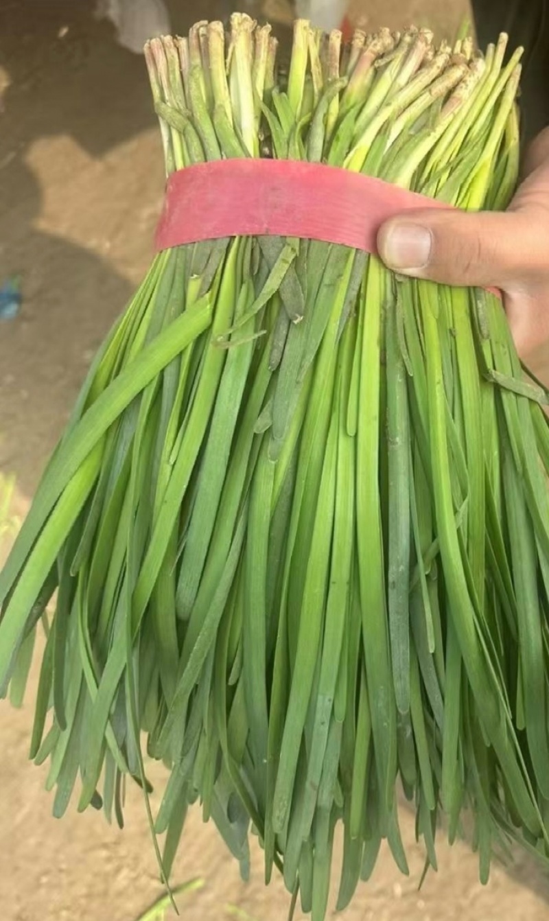 山东韭菜紫根红韭菜红根韭菜基地直供实力代发全国