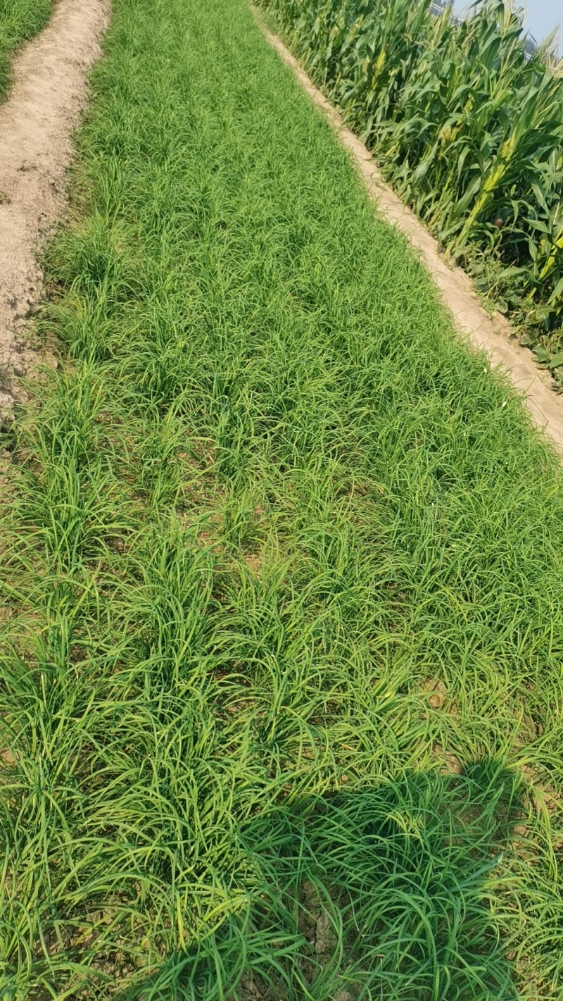 山东韭菜紫根红韭菜红根韭菜基地直供实力代发全国