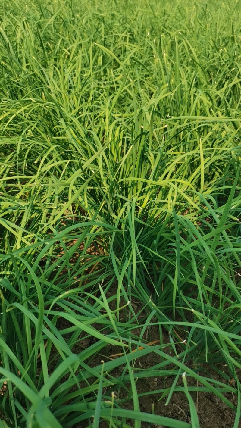 山东韭菜紫根红韭菜红根韭菜基地直供实力代发全国