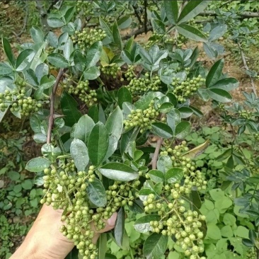 中国青花椒**县，金阳县