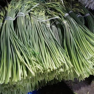 金乡红帽蒜苔新货上市一吨起批全国代发