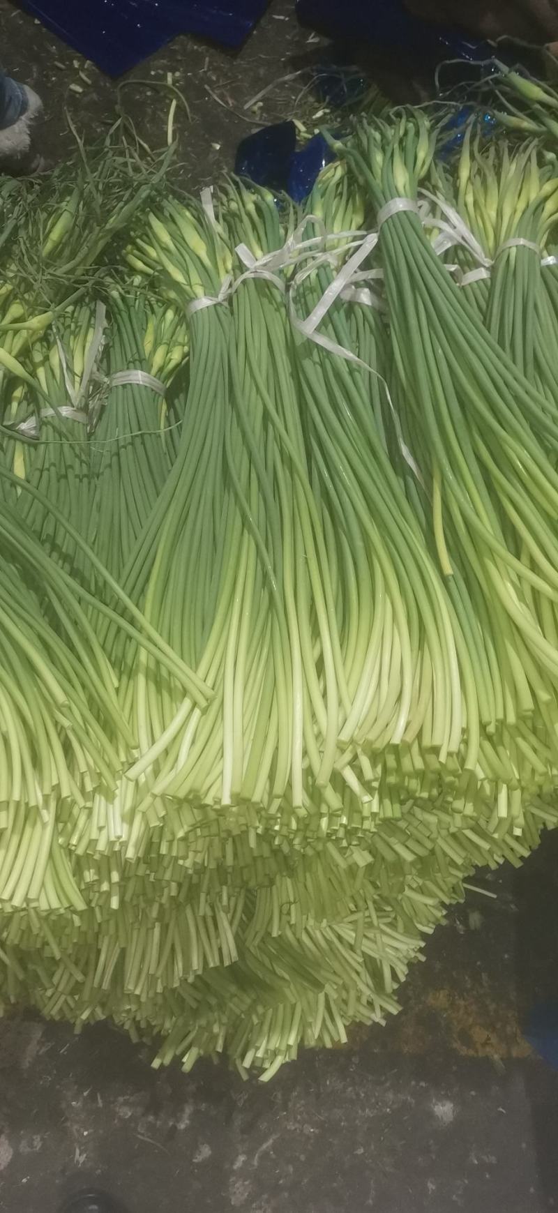 金乡红帽蒜苔新货上市一吨起批全国代发