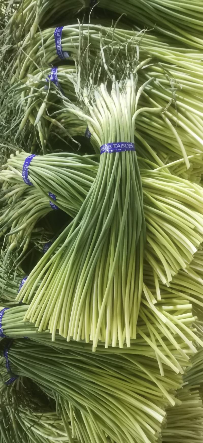 金乡红帽蒜苔新货上市一吨起批全国代发