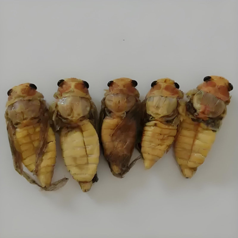 白蝉银蝉