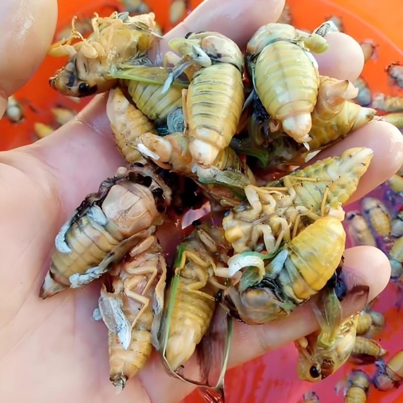 白蝉银蝉