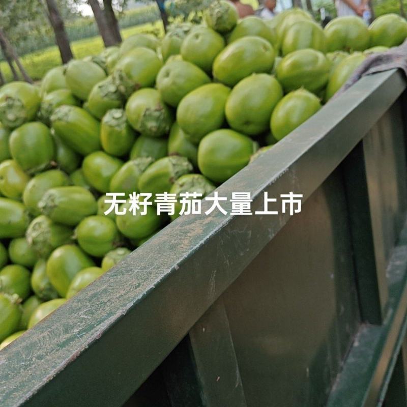 无籽青茄