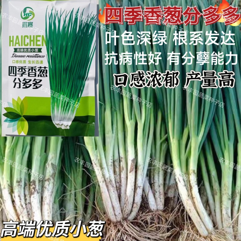 分多多香葱种子小葱种子黑叶分葱分蘖小香葱四季大田蔬菜种子