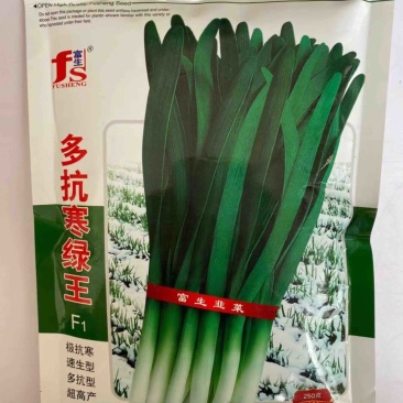 富生韭菜品种多抗寒绿王，不休眠品种颜色绿