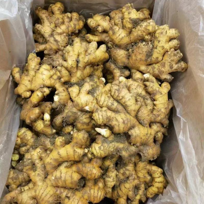 窖藏小黄姜精品生姜产地直供货源充足对接全国市场等