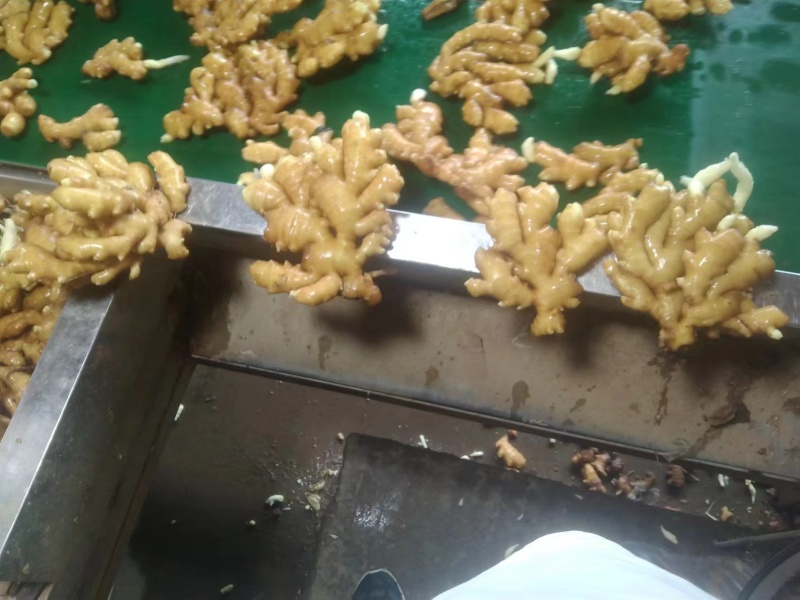 窖藏小黄姜精品生姜产地直供货源充足对接全国市场等
