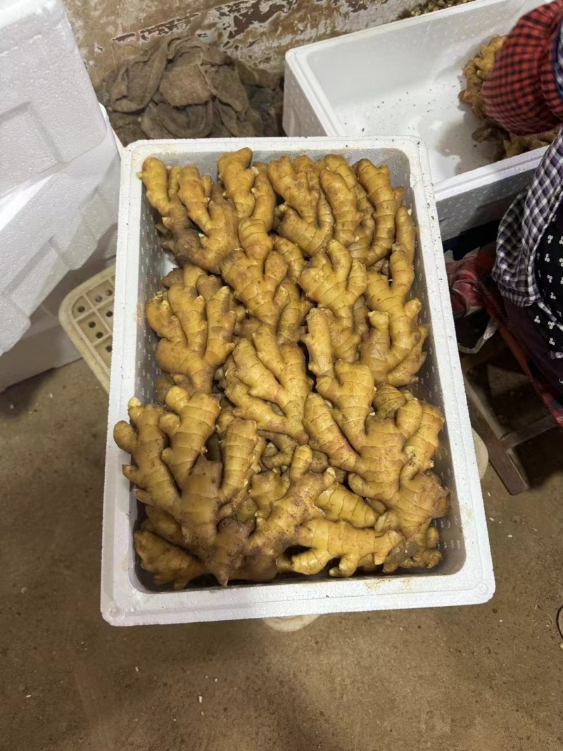窖藏小黄姜精品生姜产地直供货源充足对接全国市场等