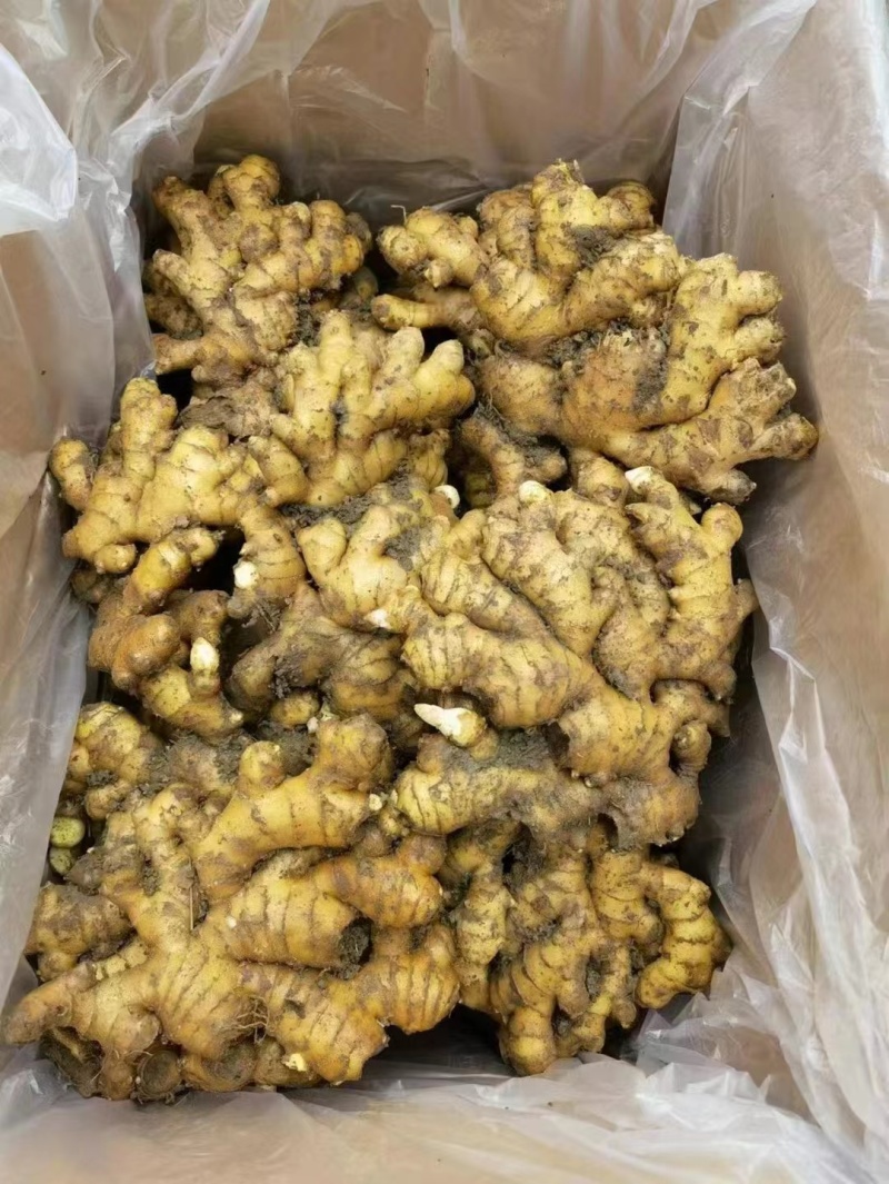 窖藏小黄姜精品生姜产地直供货源充足对接全国市场等