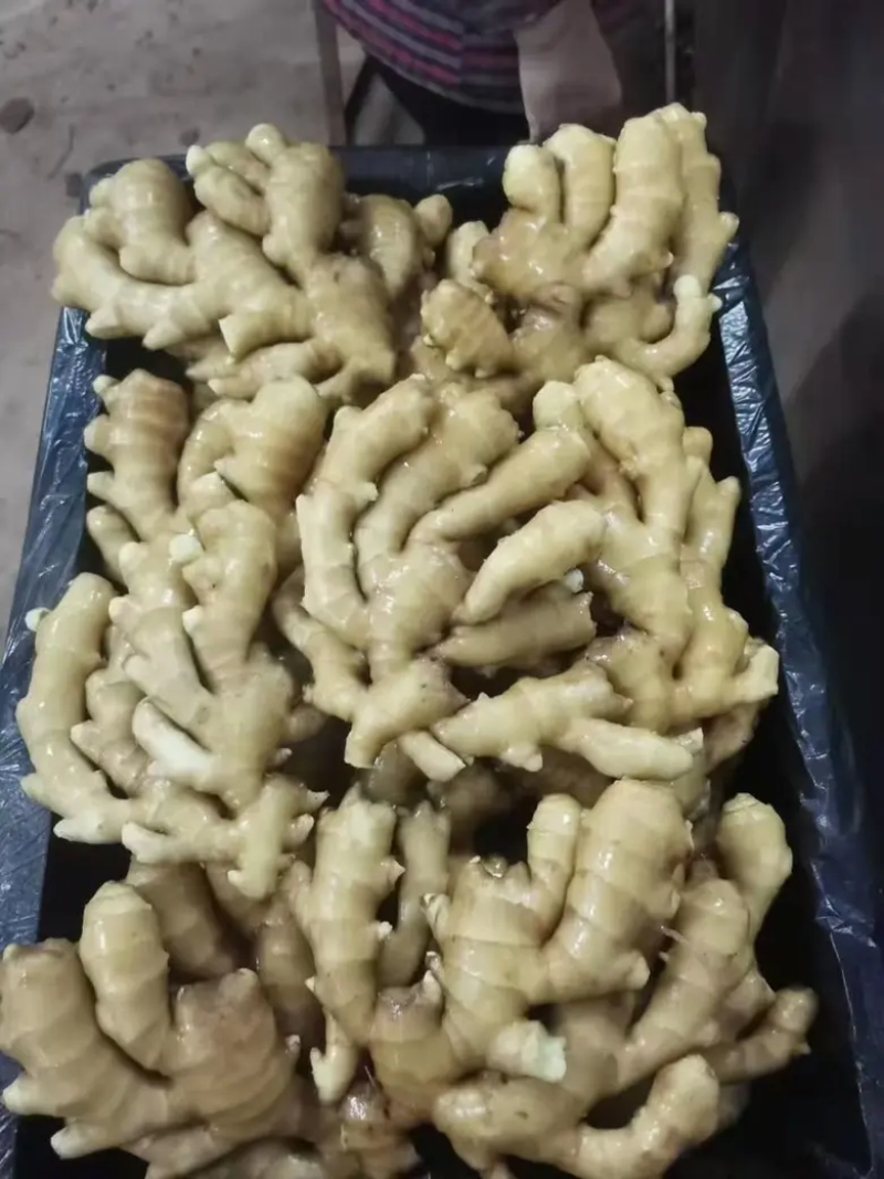 窖藏小黄姜精品生姜产地直供货源充足对接全国市场等